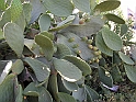 Frutti sul mare
